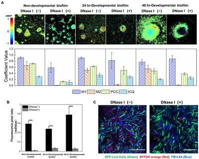 Physicochemical and Biological Insights Into the Molecular Interactions Between Extracellular DNA and Exopolysaccharides in Myxococcus xanthus Biofilms